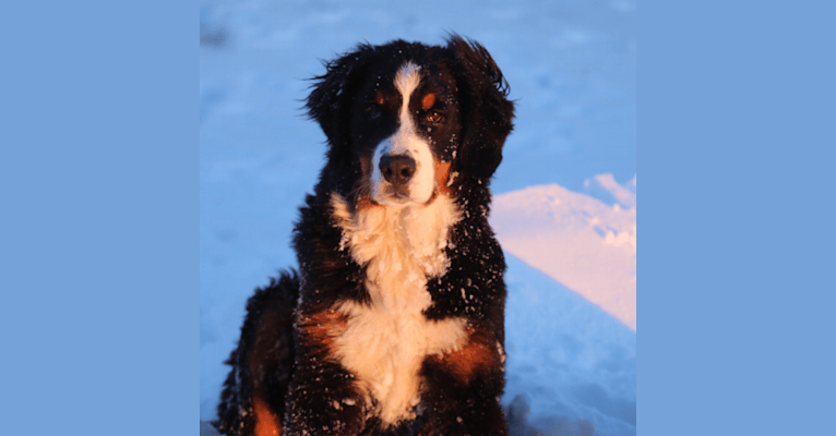 Photo of Lena, a Bernese Mountain Dog  in Minnesota, USA
