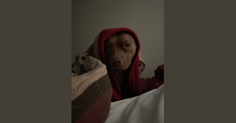 Gia Gunn, a Staffordshire Terrier tested with EmbarkVet.com