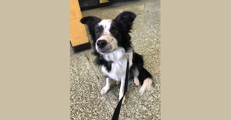 Photo of Donut, a Border Collie  in Minneapolis, MN, USA