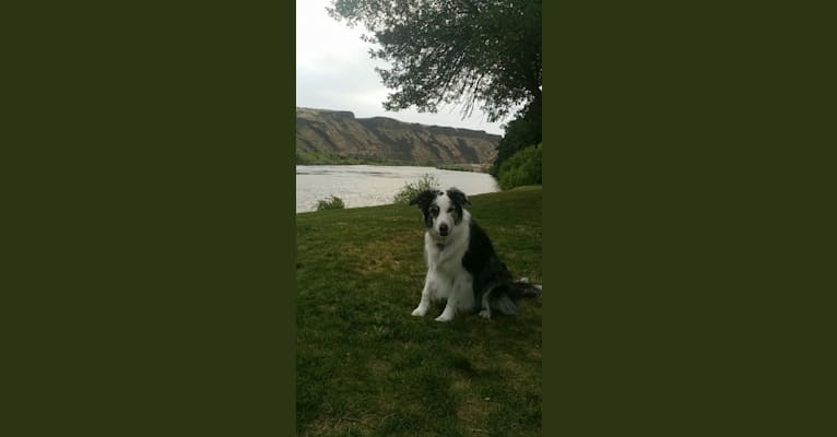 Darby, a Border Collie and Australian Shepherd mix tested with EmbarkVet.com