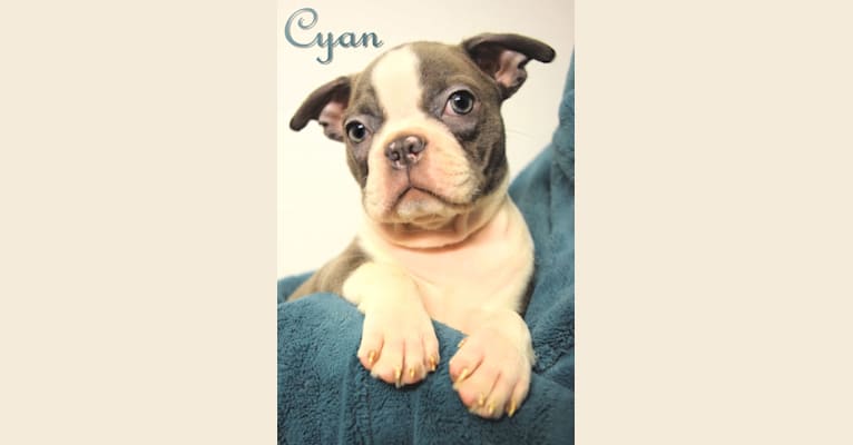 Cyan, a Boston Terrier tested with EmbarkVet.com