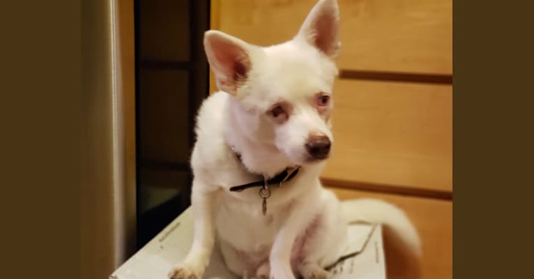Walter White, a Pomeranian and Chihuahua mix tested with EmbarkVet.com