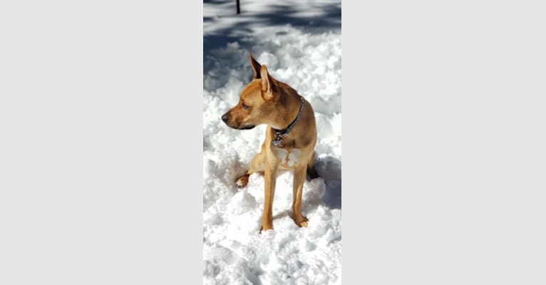 PENELOPE, a Boxer and German Shepherd Dog mix tested with EmbarkVet.com