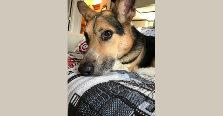Indiana, a German Shepherd Dog and Mountain Cur mix tested with EmbarkVet.com