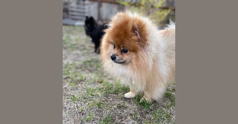 Photo of Bobo, a Pomeranian  in Ogden, UT, USA