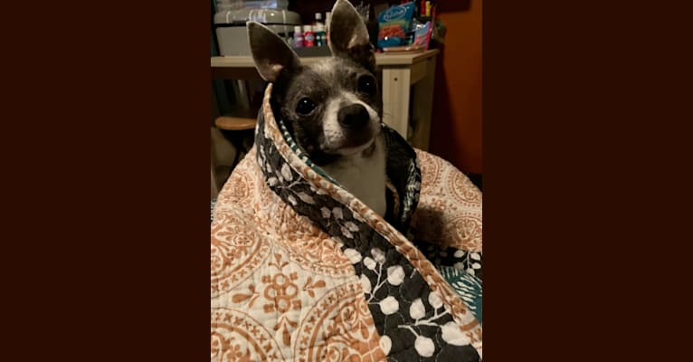 Yapa Roo, a Chihuahua and Rat Terrier mix tested with EmbarkVet.com
