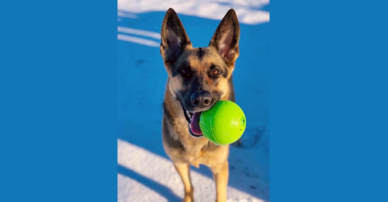 Ava Lynch, a German Shepherd Dog tested with EmbarkVet.com