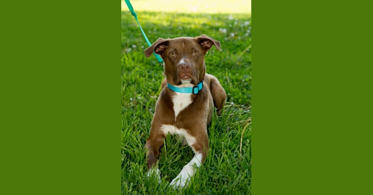 Nile, a Staffordshire Terrier and Cocker Spaniel mix tested with EmbarkVet.com