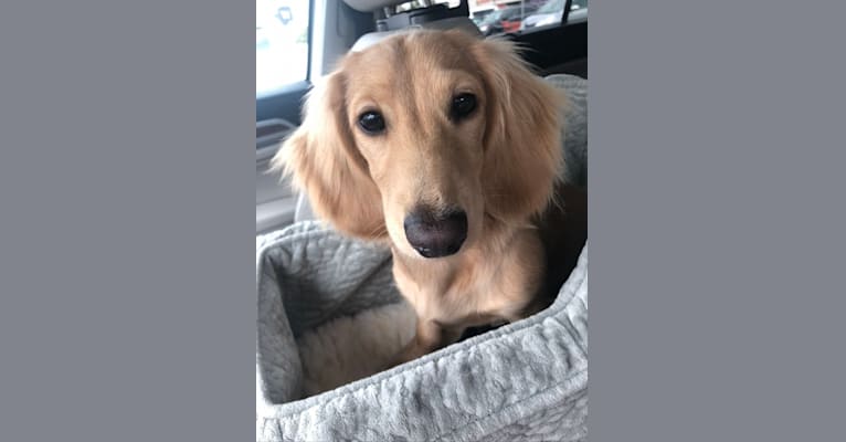 Oliver (Ollie) von Frederick, a Dachshund tested with EmbarkVet.com
