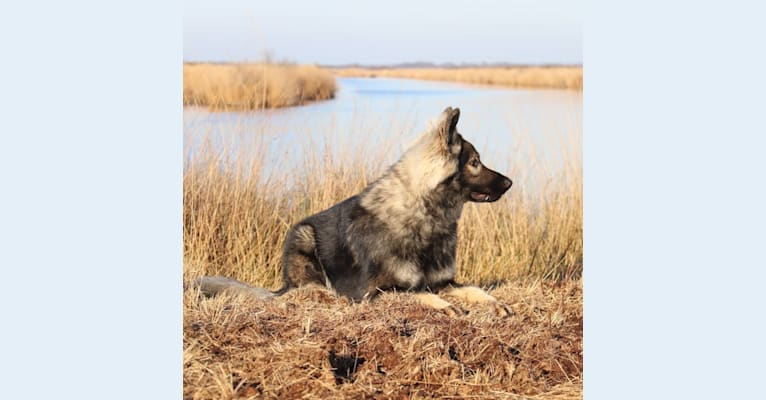 Hudson, a German Shepherd Dog tested with EmbarkVet.com