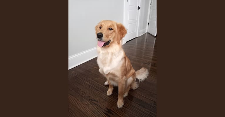 Photo of Ginny Maple, a Golden Retriever  in Grabill, Indiana, USA