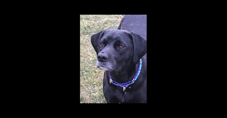 Trooper, a Beagle and American Bulldog mix tested with EmbarkVet.com