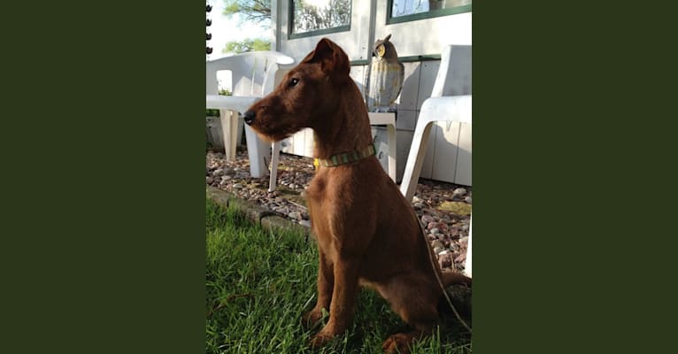 Photo of Keeva, an Irish Terrier  in Minnesota, USA