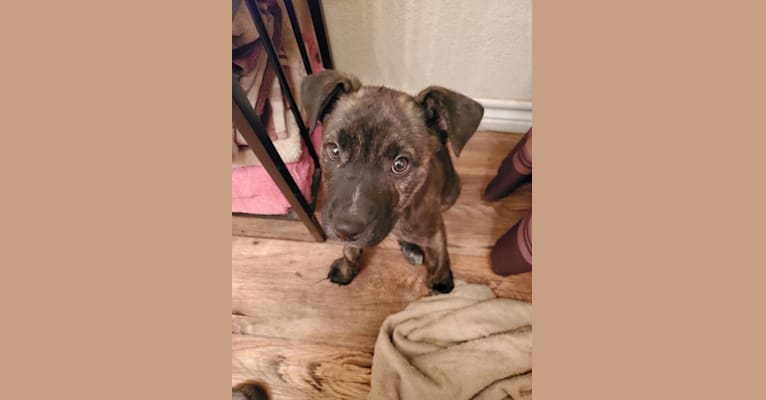 Molly, an American Pit Bull Terrier and German Shepherd Dog mix tested with EmbarkVet.com