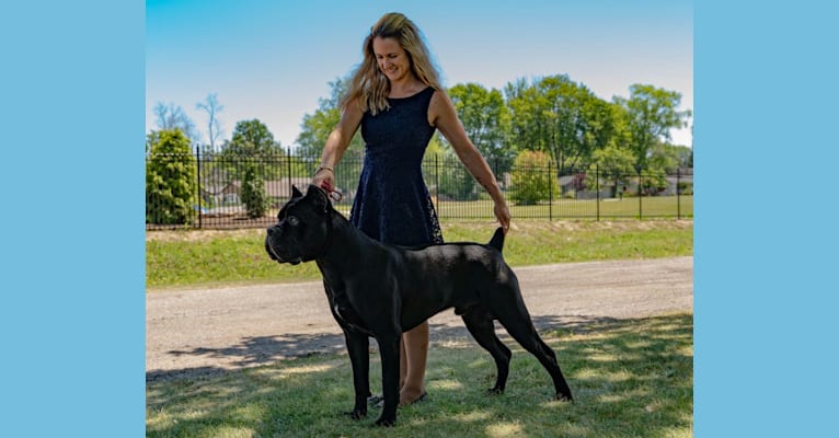 Diesel, a Cane Corso tested with EmbarkVet.com