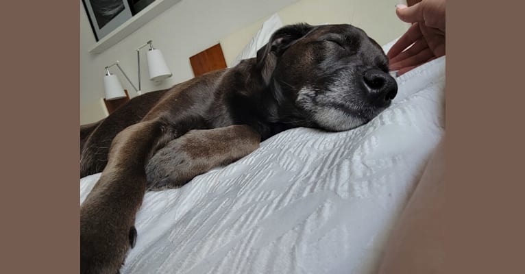Sir Barkley, a Labrador Retriever and Poodle (Small) mix tested with EmbarkVet.com