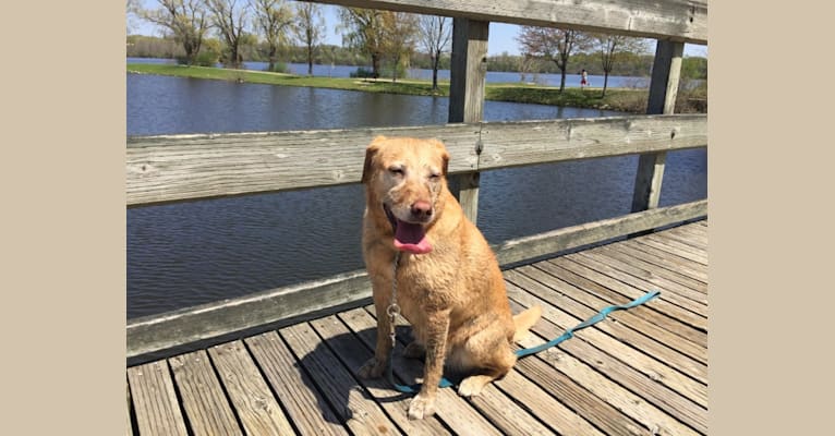 Sadie, a Labrador Retriever and American Bulldog mix tested with EmbarkVet.com