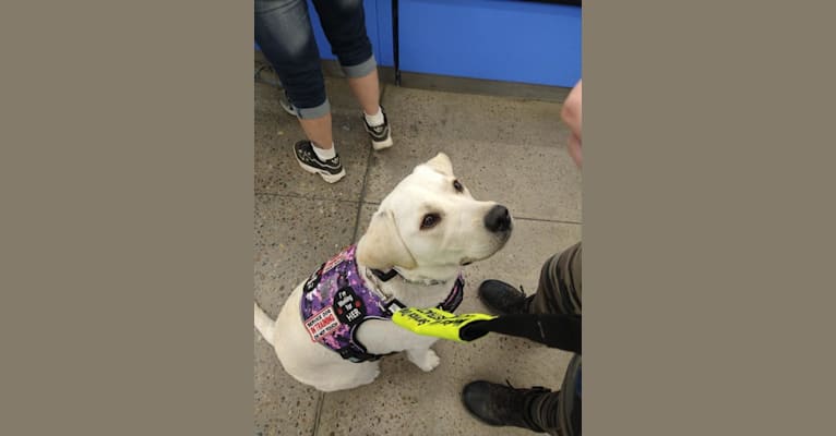 Missy, a Labrador Retriever tested with EmbarkVet.com