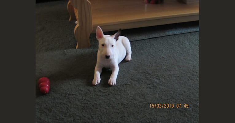 Harley, a Miniature Bull Terrier tested with EmbarkVet.com