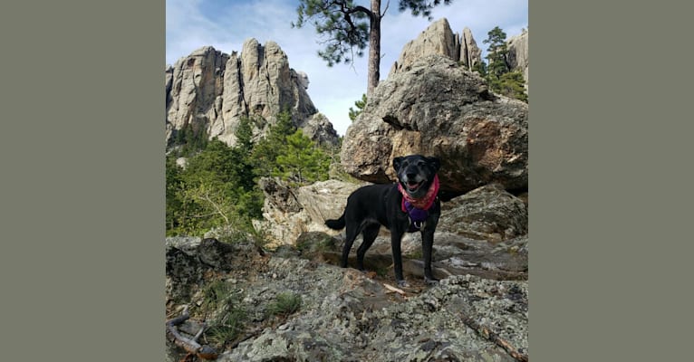 Charlotte, a Labrador Retriever and Golden Retriever mix tested with EmbarkVet.com