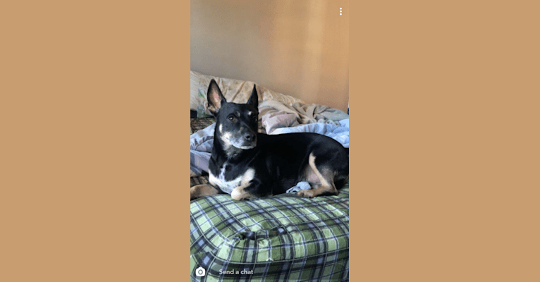 Lucifer, a Chihuahua and Australian Cattle Dog mix tested with EmbarkVet.com