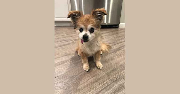 Aki, a Chihuahua and Pekingese mix tested with EmbarkVet.com