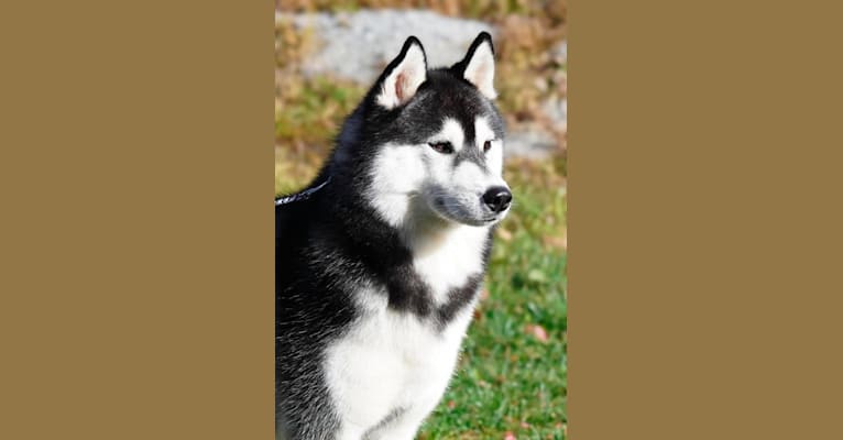 Seamus, a Siberian Husky tested with EmbarkVet.com