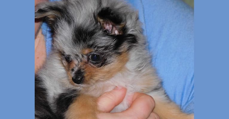 Photo of Esme, a Pomeranian, Chihuahua, and Poodle (Small) mix in Palmer, Alaska, USA
