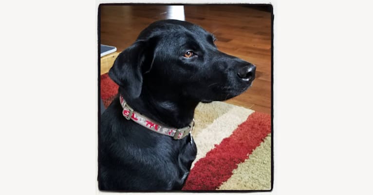 Jax, a Labrador Retriever and Staffordshire Terrier mix tested with EmbarkVet.com