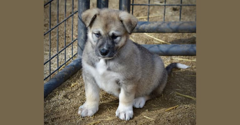 Denali, an Alaskan Malamute and German Shepherd Dog mix tested with EmbarkVet.com