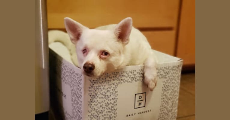 Walter White, a Pomeranian and Chihuahua mix tested with EmbarkVet.com
