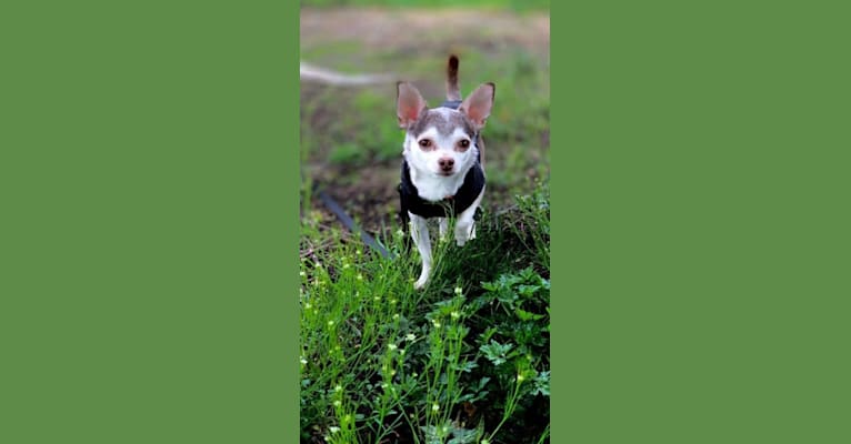 Chiko, a Chihuahua and Miniature Pinscher mix tested with EmbarkVet.com