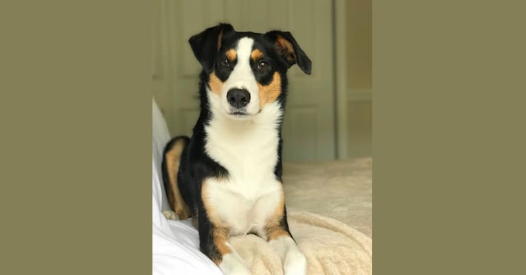 Bo, a Beagle and Australian Shepherd mix tested with EmbarkVet.com