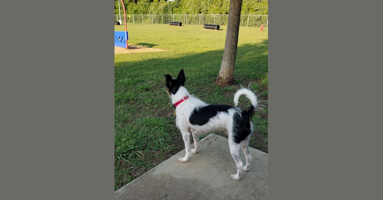 DEXTER, a Rat Terrier and Yorkshire Terrier mix tested with EmbarkVet.com