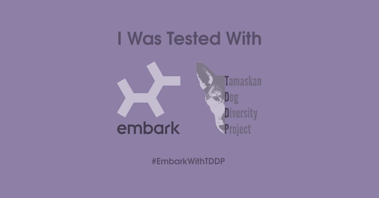 Lobo a dog tested with EmbarkVet.com