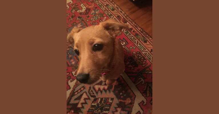 Maisy, a Chihuahua and Cocker Spaniel mix tested with EmbarkVet.com