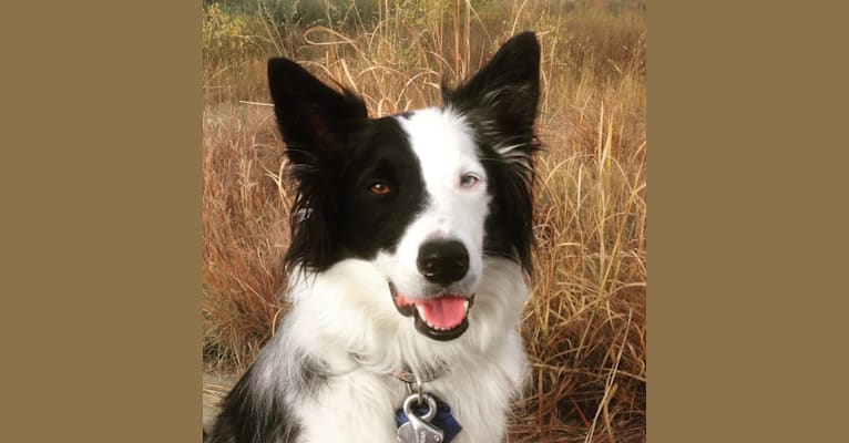Patch, a Border Collie and Australian Shepherd mix tested with EmbarkVet.com