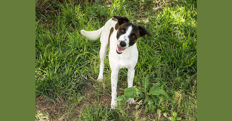Photo of Gumption, a Whippet, Border Collie, and Border Terrier mix in Pahrump, NV, USA