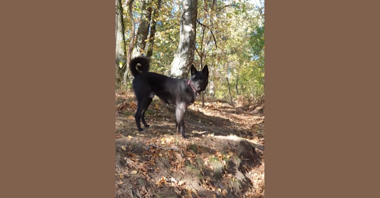 Photo of Moshae, a Canaan Dog  in Élevage de Solemel : Éleveur de Berger Australien, Podengo portugais, Canaan Dog (Occitanie), Bouniols, Castelnau-Montratier-Sainte-Alauzie, Frankreich