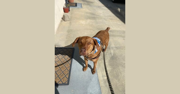 Photo of Lloyd, a Mountain Cur, American Pit Bull Terrier, Beagle, and Mixed mix in Alabama, USA
