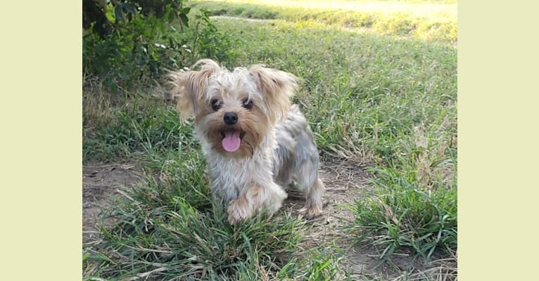 Val, a Yorkshire Terrier tested with EmbarkVet.com