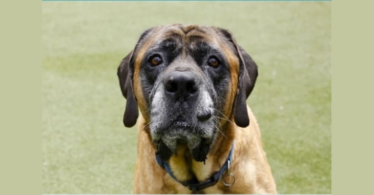 Photo of Charlie Brown, a Mastiff  in National City, California, USA