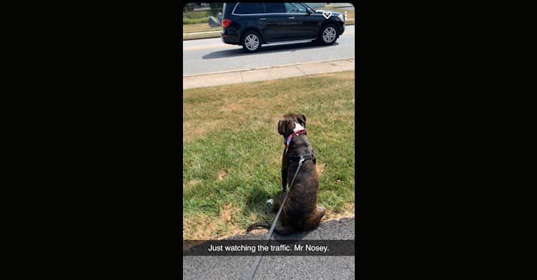 Chidi Buddy, an American Bully tested with EmbarkVet.com