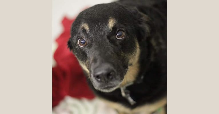 Duke, an Australian Cattle Dog and Chow Chow mix tested with EmbarkVet.com