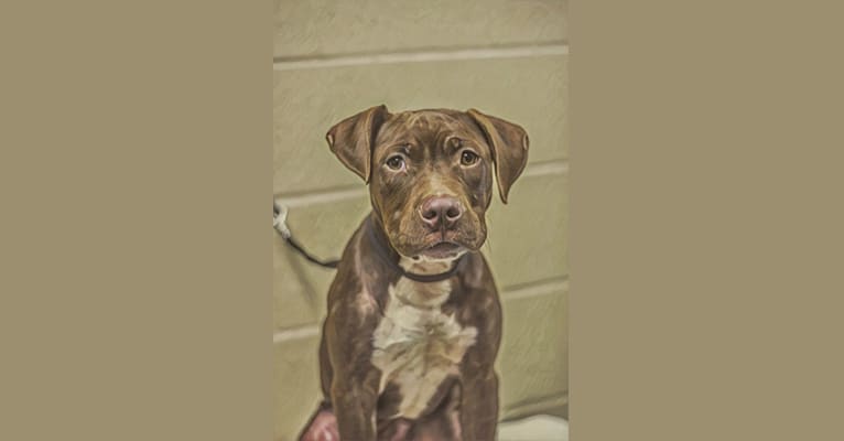 Photo of Jameson 🍀, an American Pit Bull Terrier and American Staffordshire Terrier mix in Nashville, Tennessee, USA