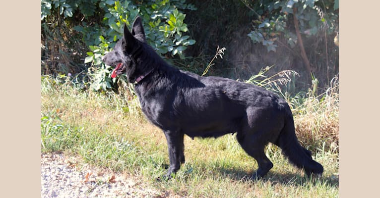 Jetta, a German Shepherd Dog tested with EmbarkVet.com
