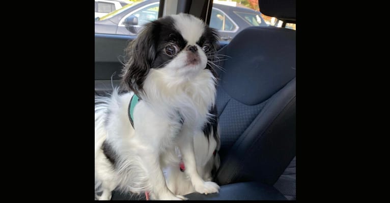 Photo of Sophie, a Japanese Chin  in Dunbar, PA, USA