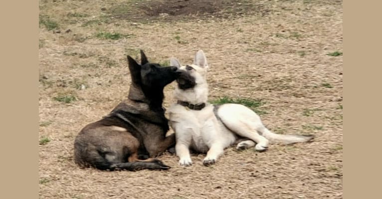 Photo of Carbonado, a Belgian Malinois and German Shepherd Dog mix in Texas, USA