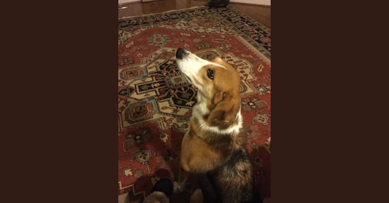 Border collie sale foxhound mix