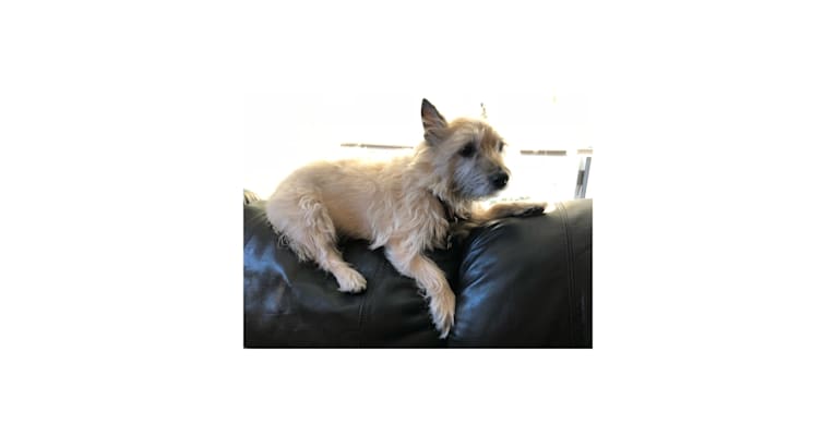 Harley, a Cairn Terrier tested with EmbarkVet.com